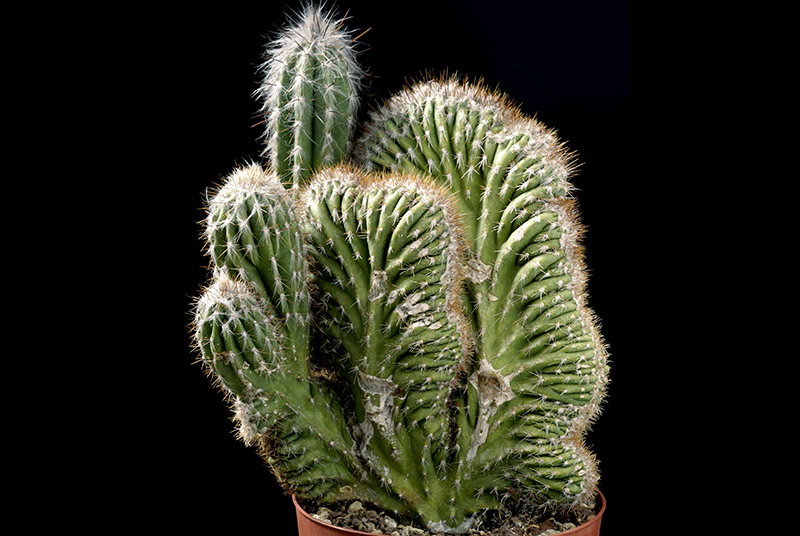 Pilosocereus Palmerii crest. D. 20 H. 35 € 45.00.jpg